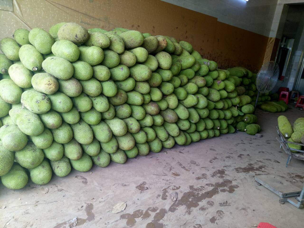  菠萝蜜马来一号