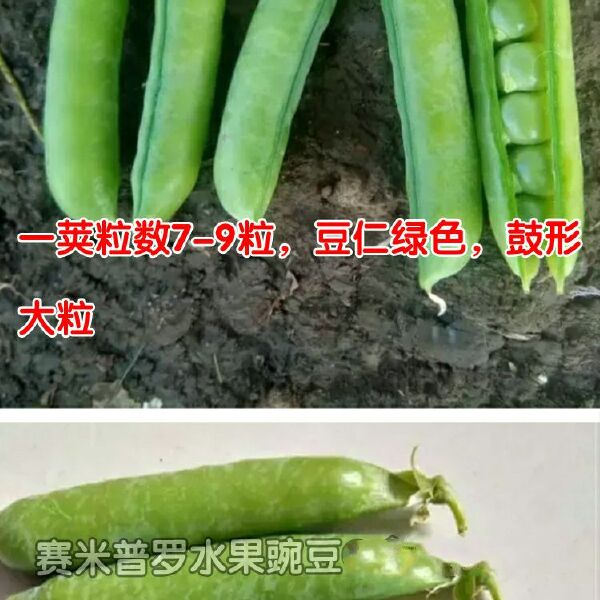 奇珍甜脆豌豆种子长寿豌豆仁甜豆蔬菜籽农家四季种植 豆荚