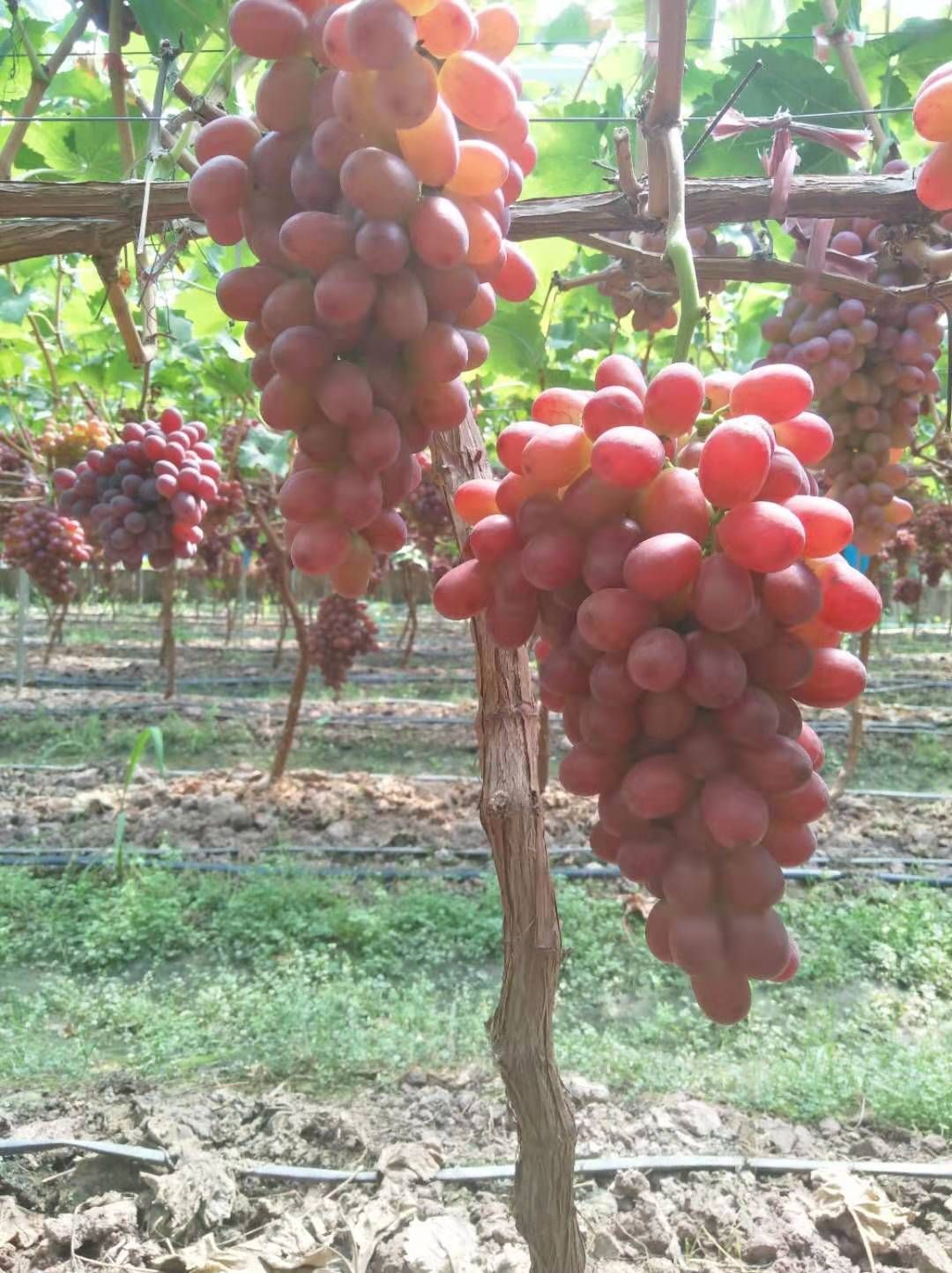  四川凉山彝族自治州克伦生精品葡萄