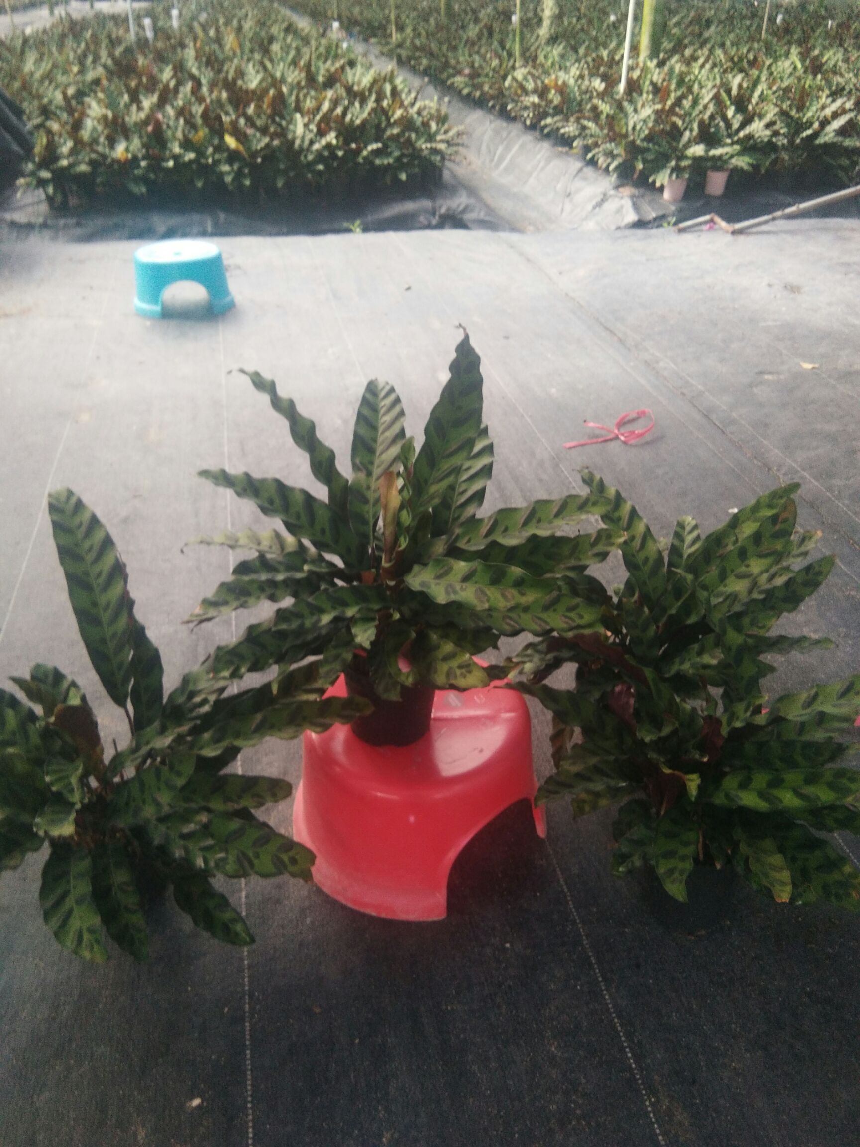  豹纹竹芋量大优惠