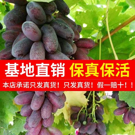 平邑县克伦生葡萄苗 克伦生葡萄树苗当年结果量大优惠包成活死苗补发南方种植北方种植