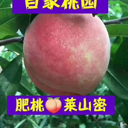肥城市 正宗萊山蜜桃，冰糖口味，脆甜，多汁