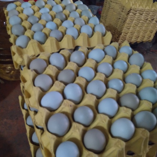 临颍县绿壳蛋  绿壳鸡蛋 食用 箱装