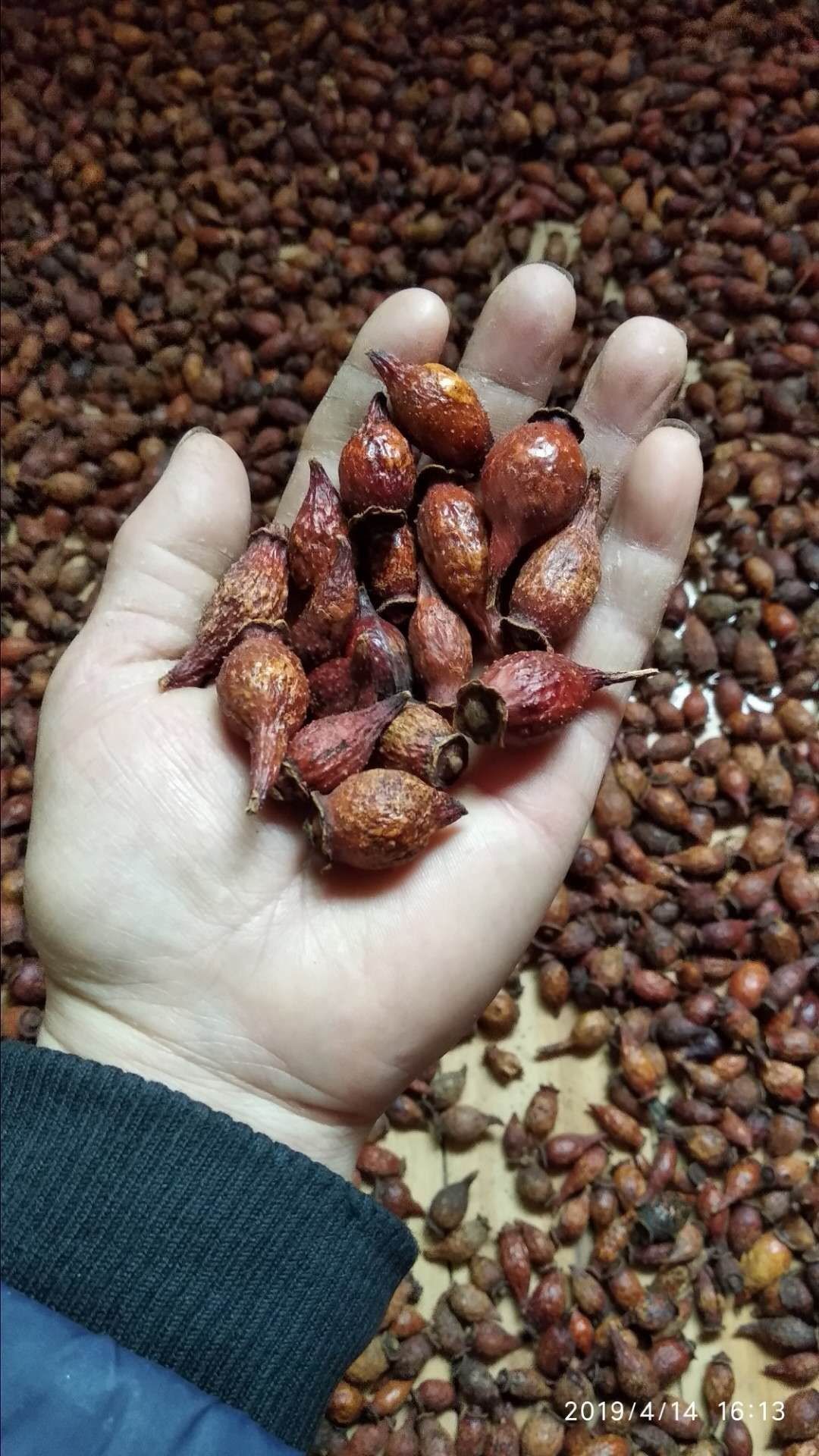 贵州铜仁无硫新鲜金樱子鲜货泡酒滋补食材蜂糖罐干品产地直发