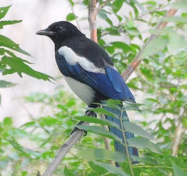  酥梨熟了，又脆又甜，家庭果园，不打除草剂，大自然的芳