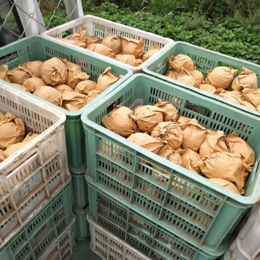 莱西市 圆黄梨大量上市中