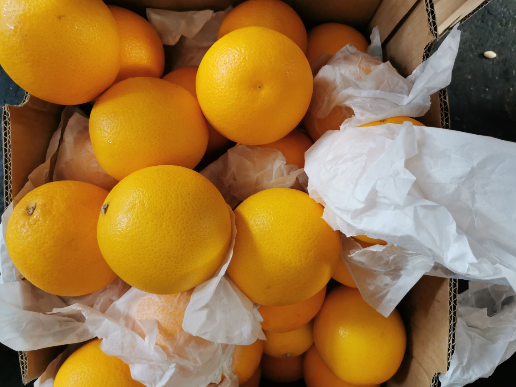埃及酸橙 南非橙，品质保证价格优惠，一手货源。橙类  柑橘类