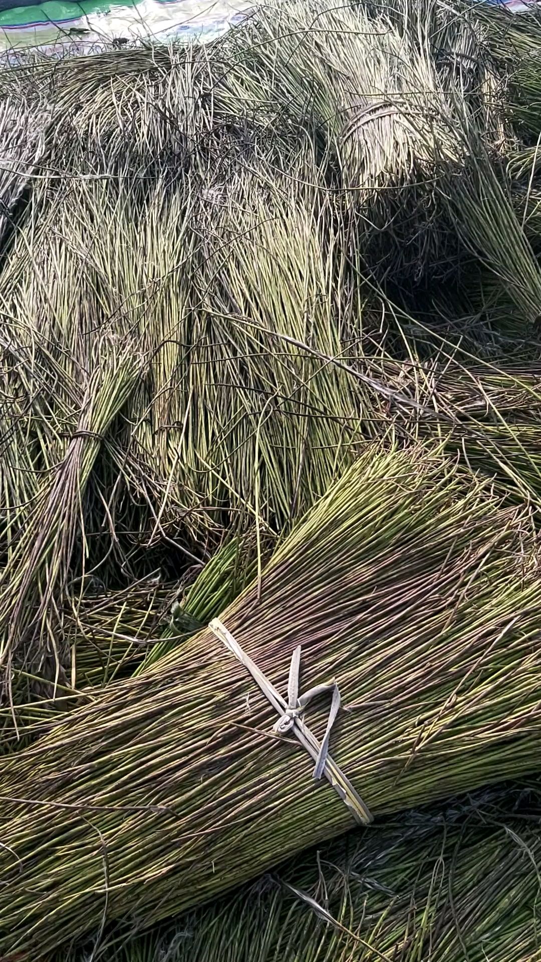  本地楸树种子，免费育苗技术指导，量大从优！