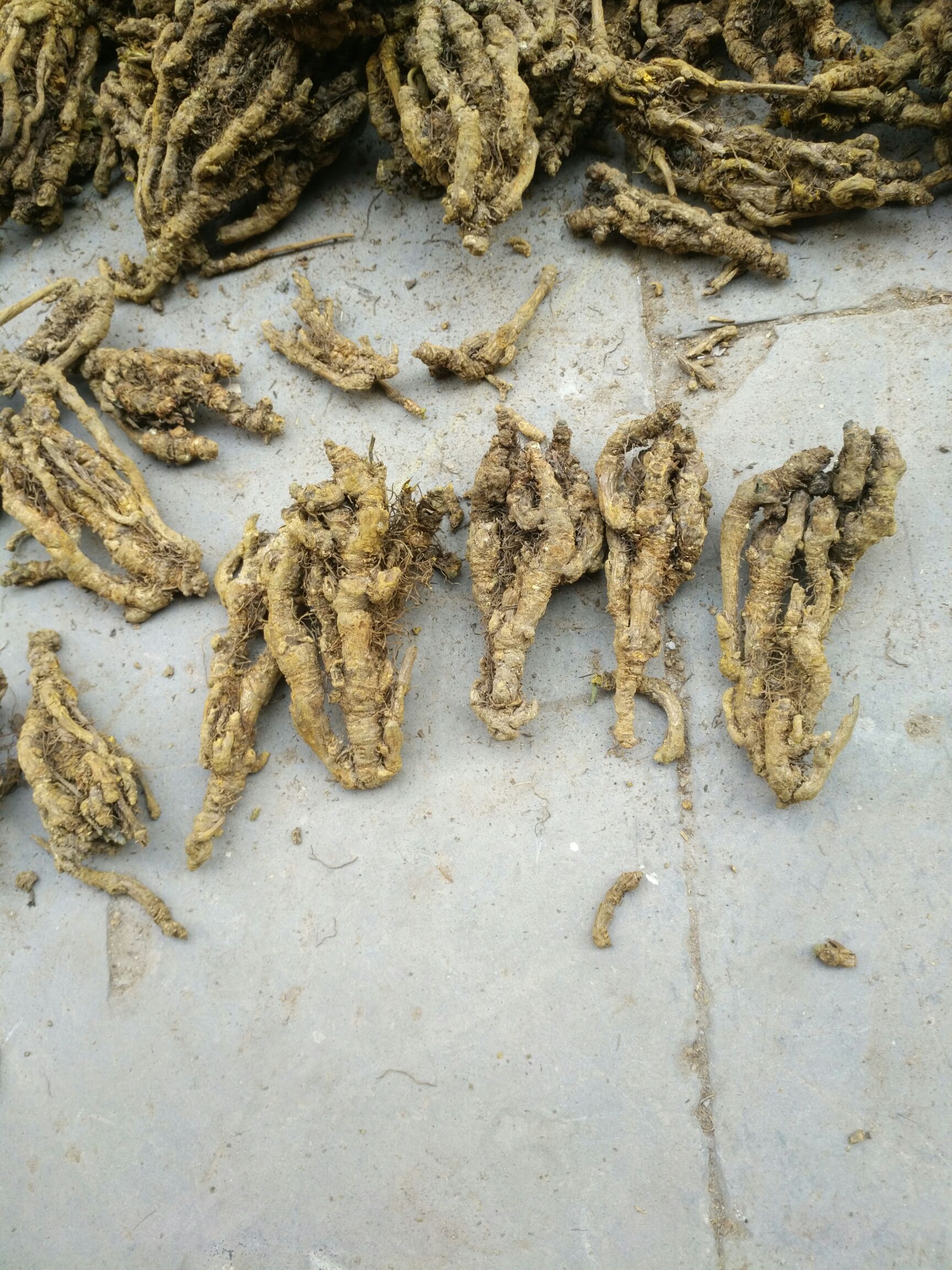 黄连需要联系我