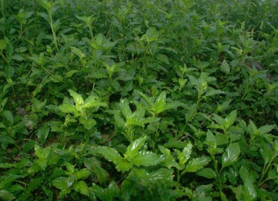 香灵草 质量有保障，就是这么任性🤔🤔