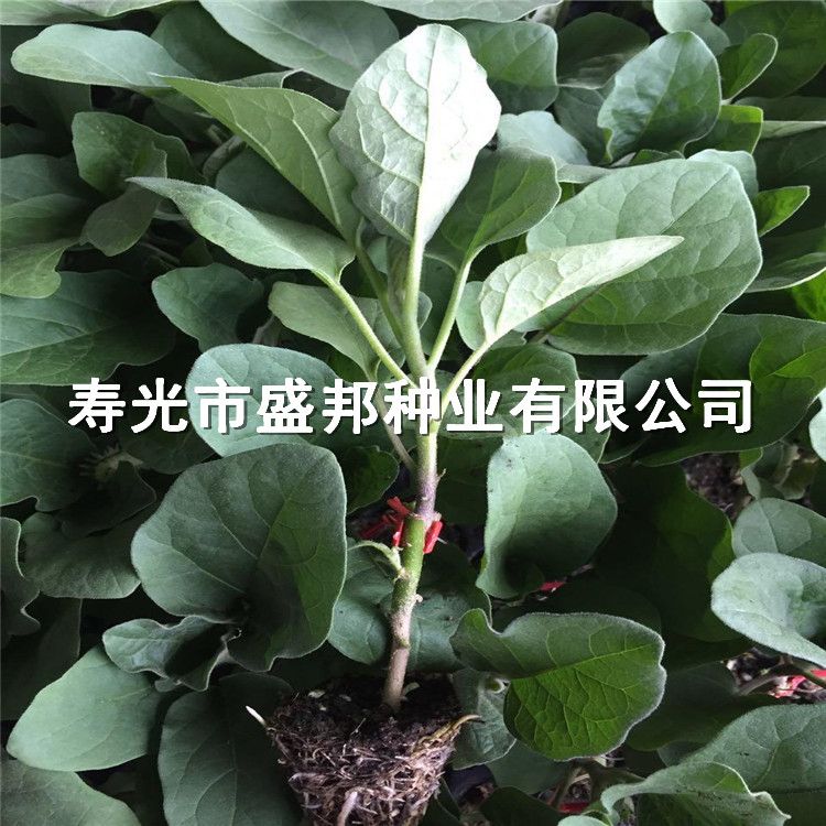 嫁接茄子苗   紫把长茄 黑帅 大龙 福露二号 福露三号