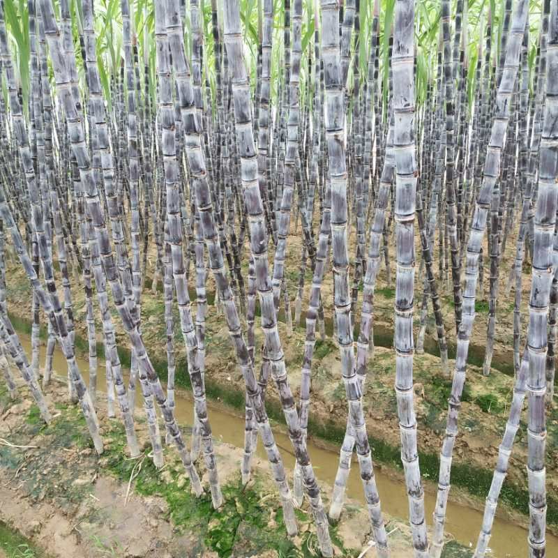 精品甘蔗节长 粗大产地直销 口感脆甜，提供回头车，免费吃住！