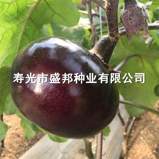 寿光市嫁接茄子苗   嫁接圆茄苗  黑宝  快圆  大红袍