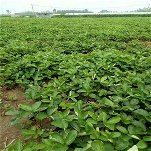  出售达赛，乔瑟草莓苗，根大苗壮。