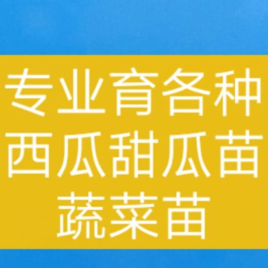 宿州西农8号西瓜苗 嫁接苗 容器苗 2公分以下 0.2公分以上