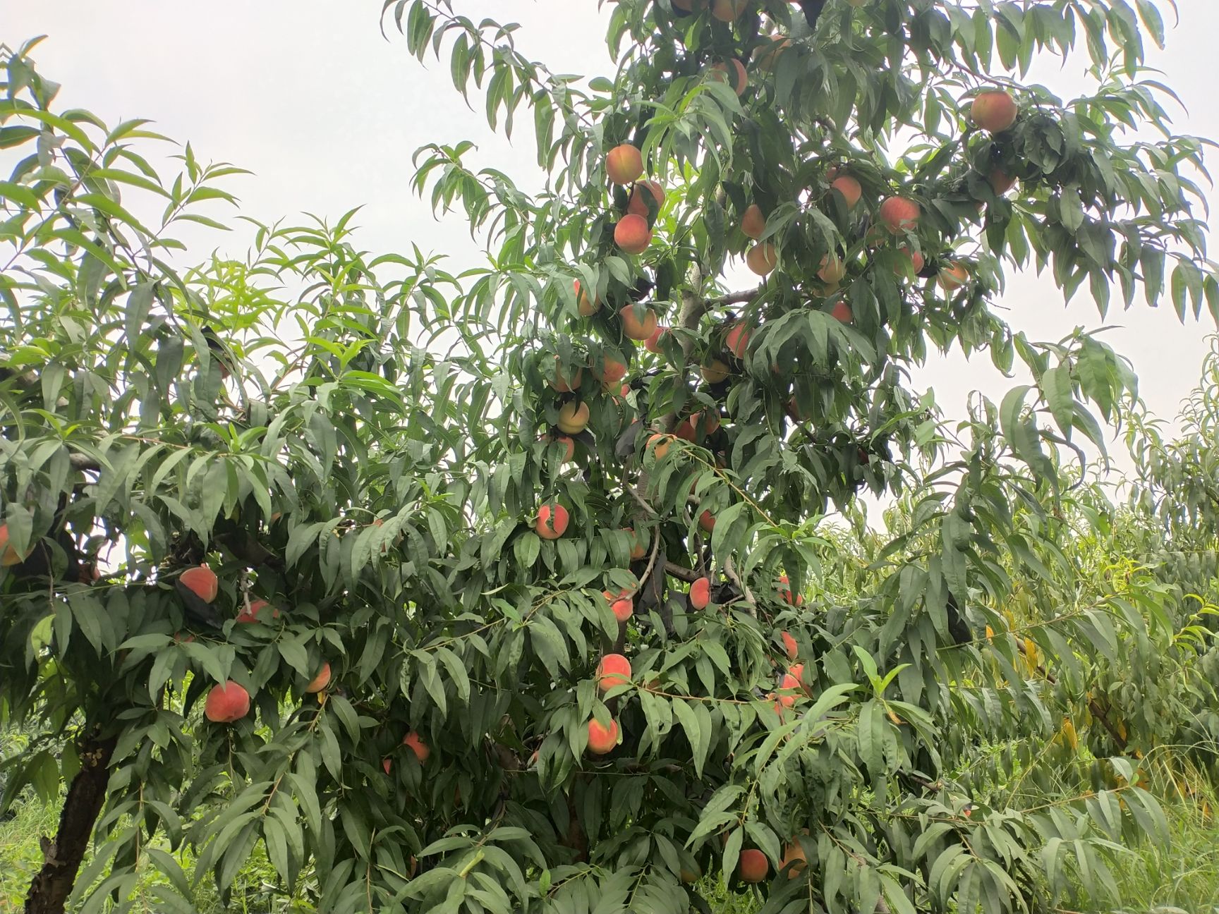 水蜜桃 现摘现发，健康绿色水果
