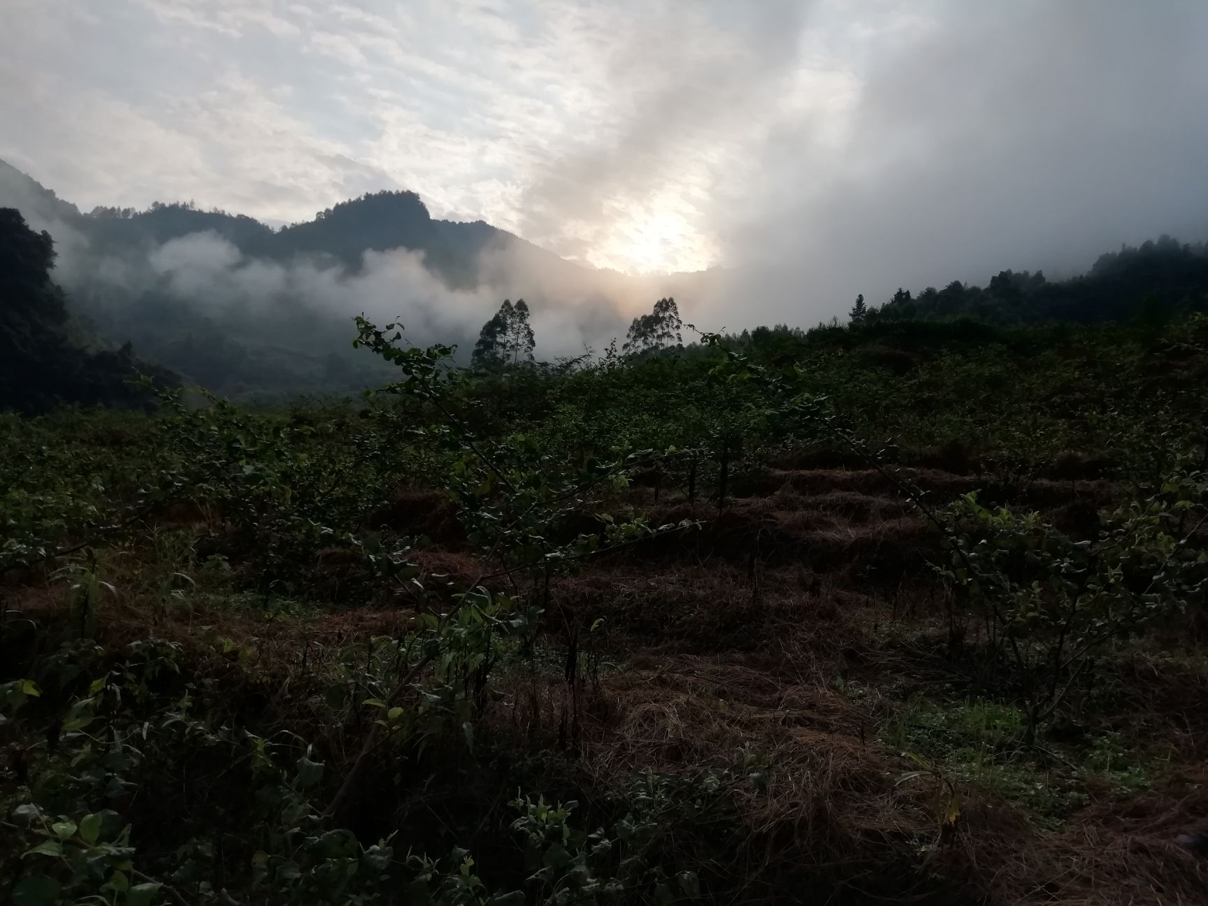 果园 陶渊明笔下的阡陌世外