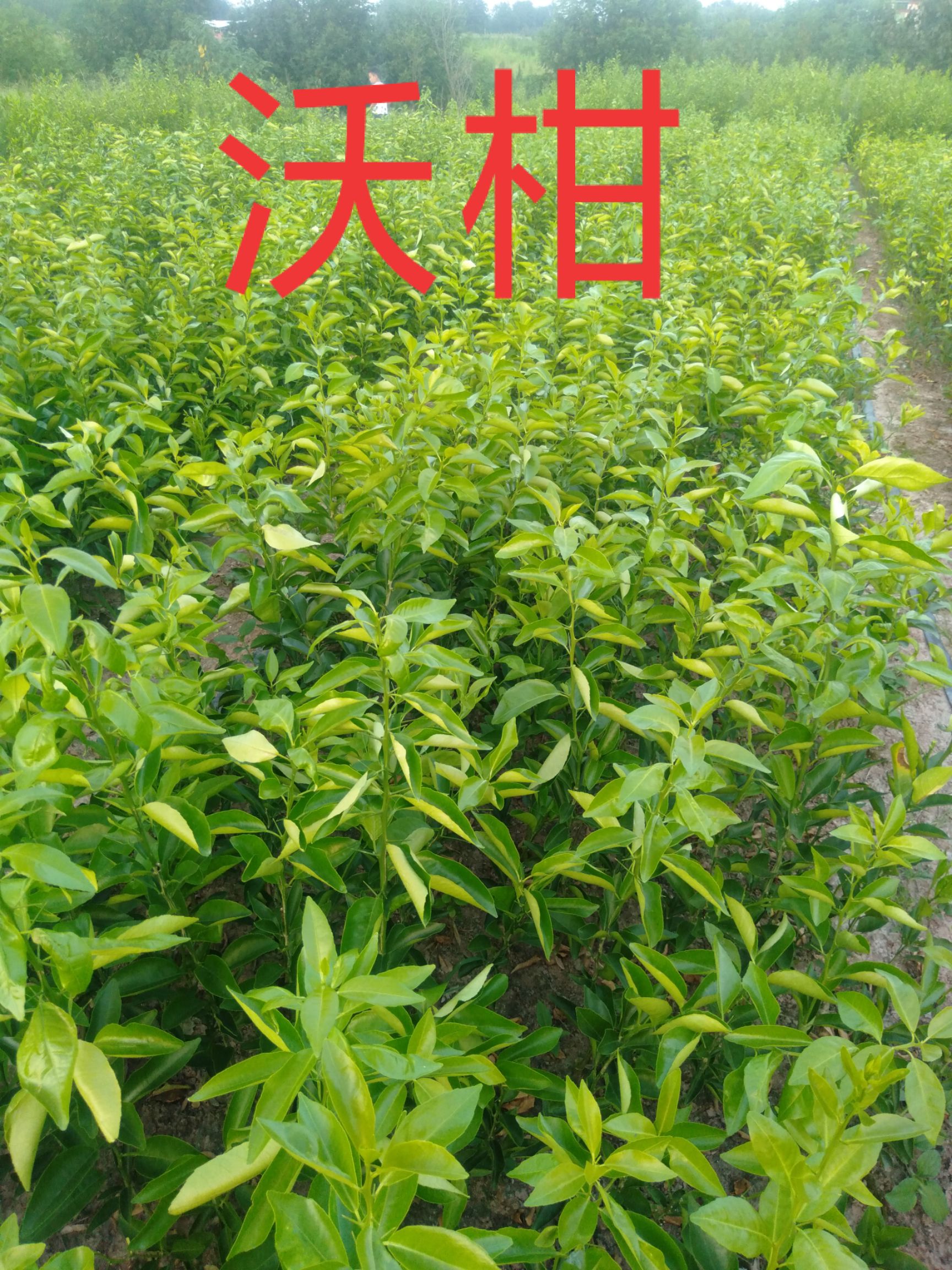 沃柑苗 无核沃柑，091无核沃柑