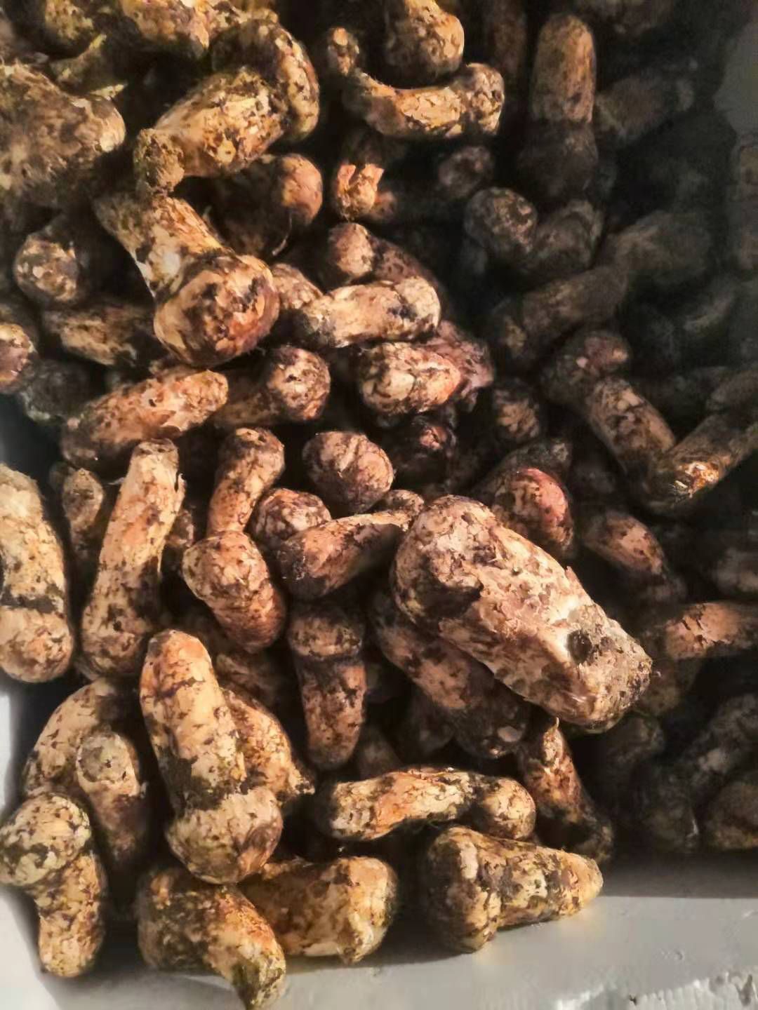 雅江松茸 鲜货 5cm以下 未开伞 