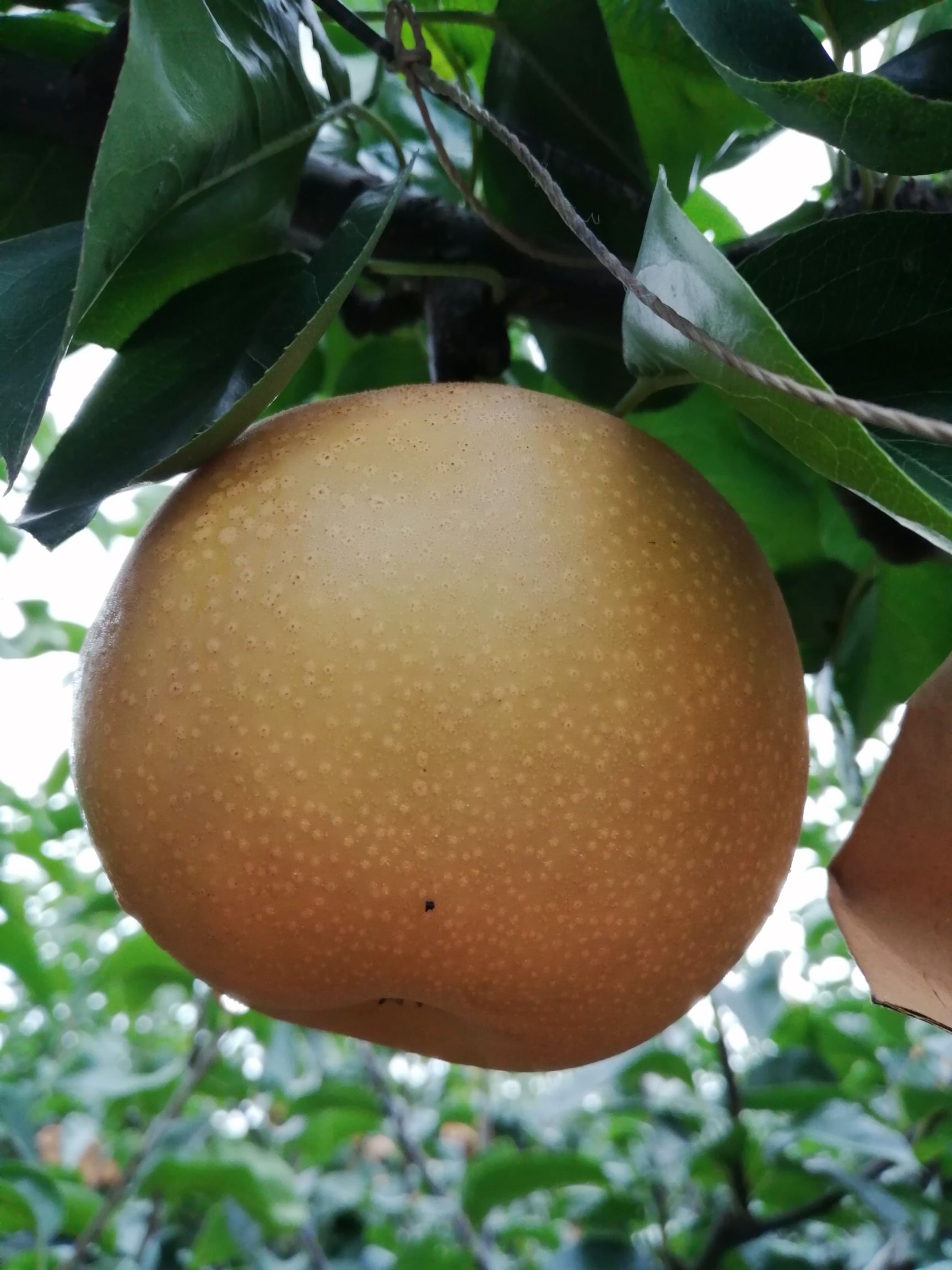  丰水梨甘甜爽口无渣，另有大量纸袋1.7，膜袋1.3元的黄金