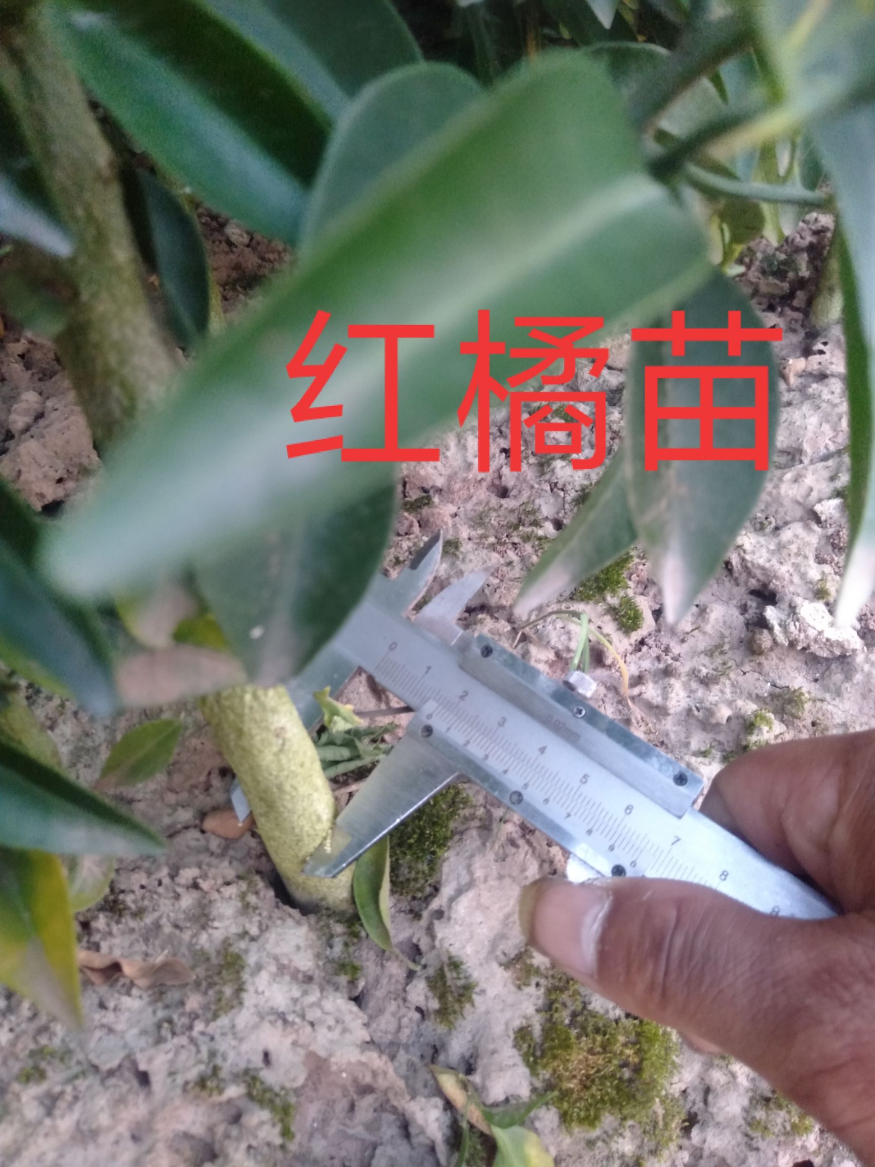 红橘苗 红柑橘