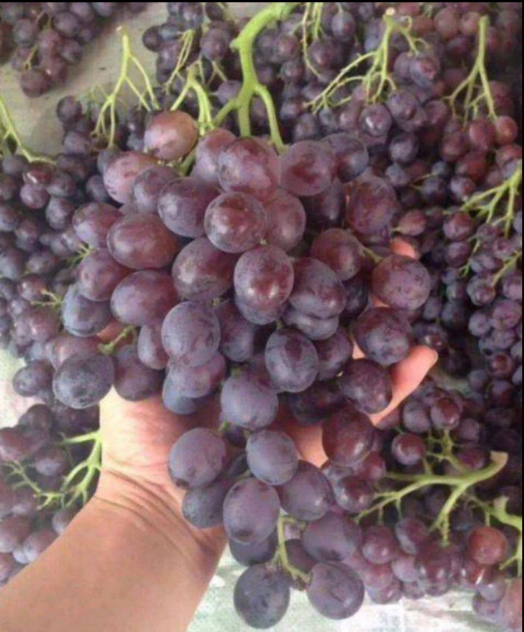 玫瑰香葡萄 市面上的玫瑰香基本上下市，山东大批量上市