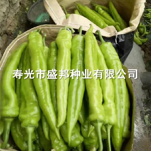 寿光市羊角椒苗 羊角型大果尖椒  黄皮辣椒   黄绿皮辣椒  尖椒