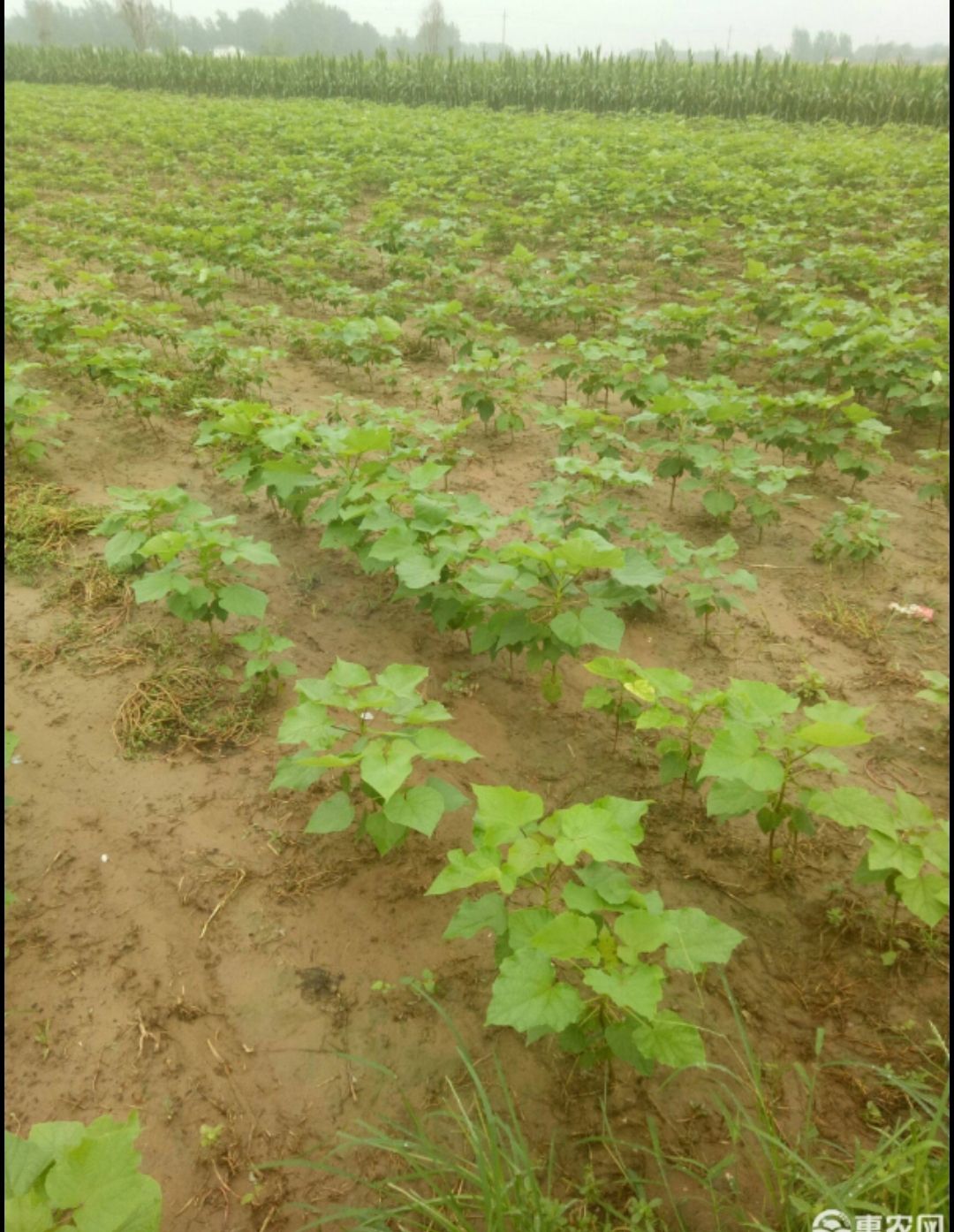  本地楸树种子，免费育苗技术指导，量大从优！
