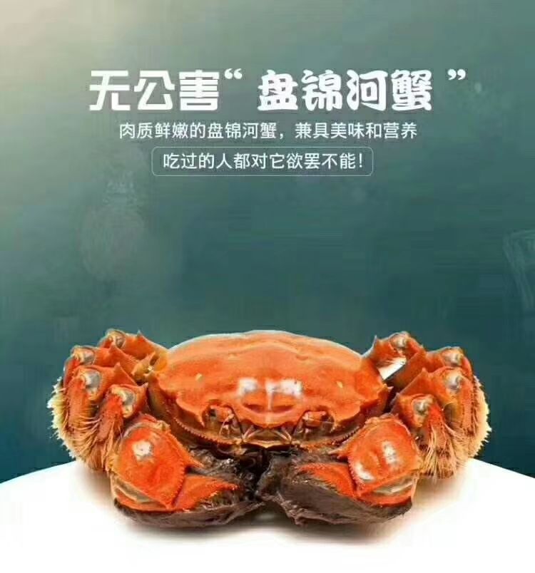 大闸蟹  盘锦螃蟹 1.0母蟹 批发  价格美丽