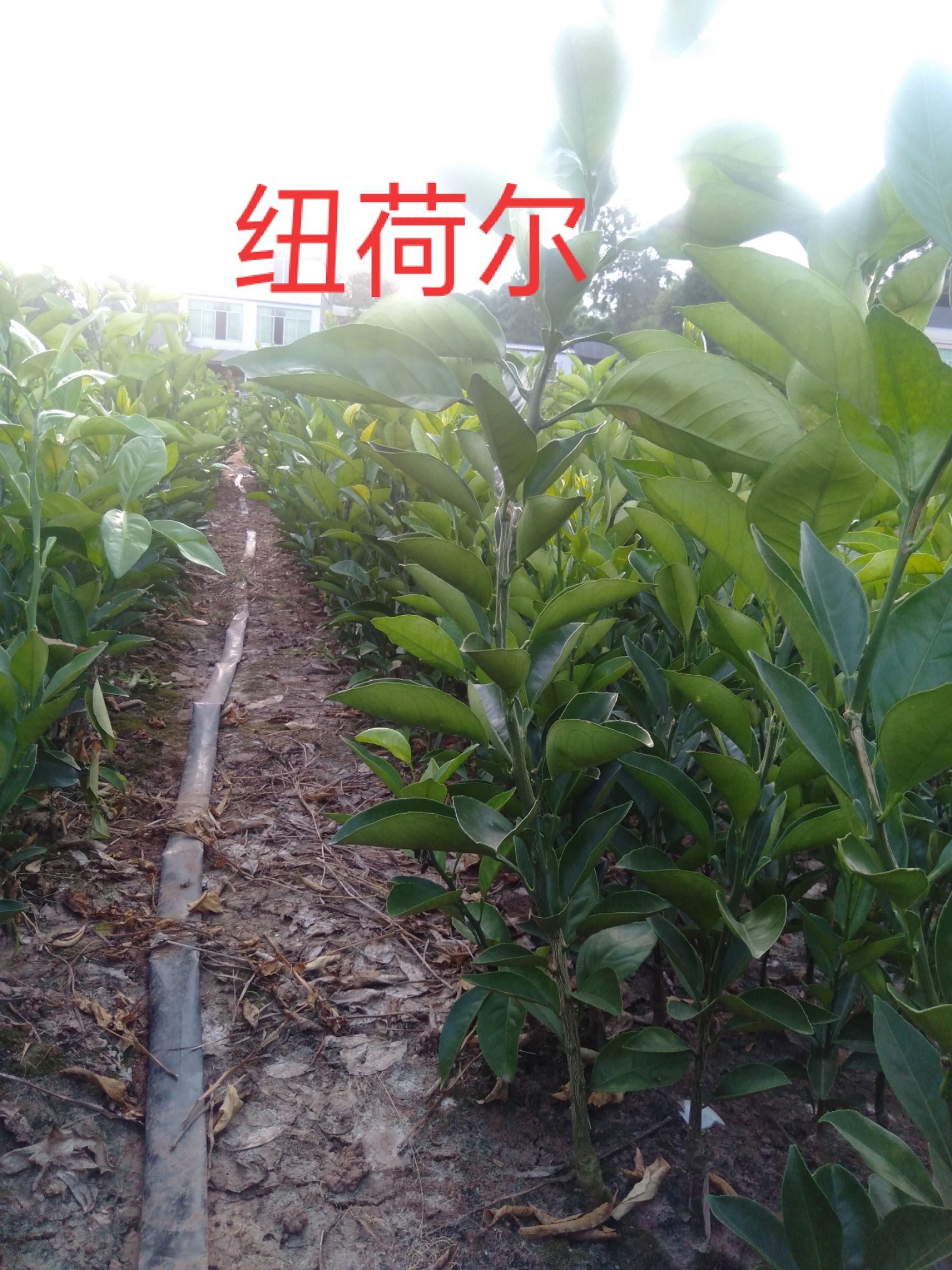 柑树苗 纽荷尔