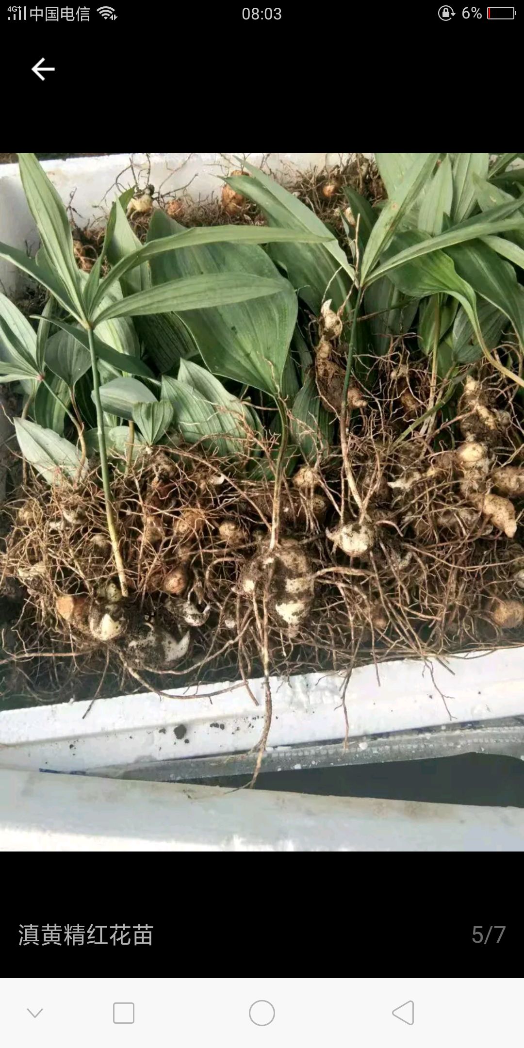  黄精