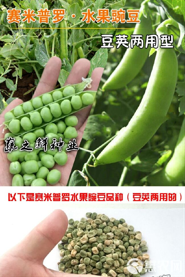 奇珍甜脆豌豆种子长寿豌豆仁甜豆蔬菜籽农家四季种植 豆荚