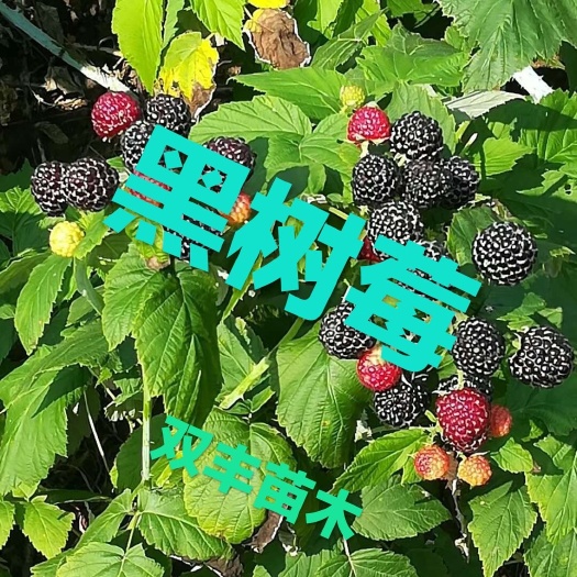 白山大量出售黑树莓苗。需要的联系