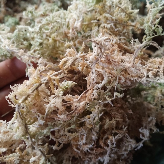 水苔苔藓  水苔 泥炭藓干货