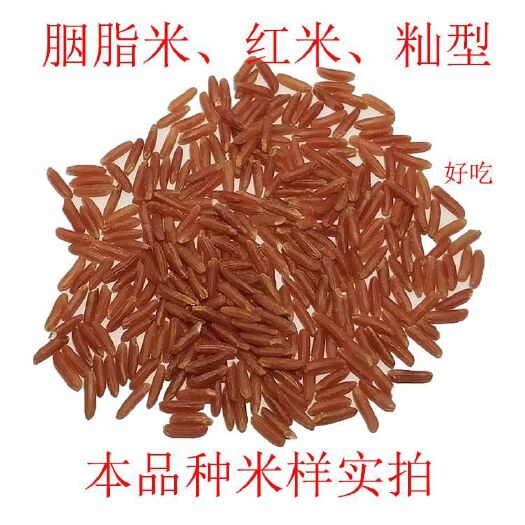 红米种子高产红籼米种子胭脂米种子胭脂稻种子水稻种子