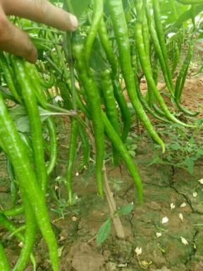 8901麻辣青椒 陕西省青椒大量上市