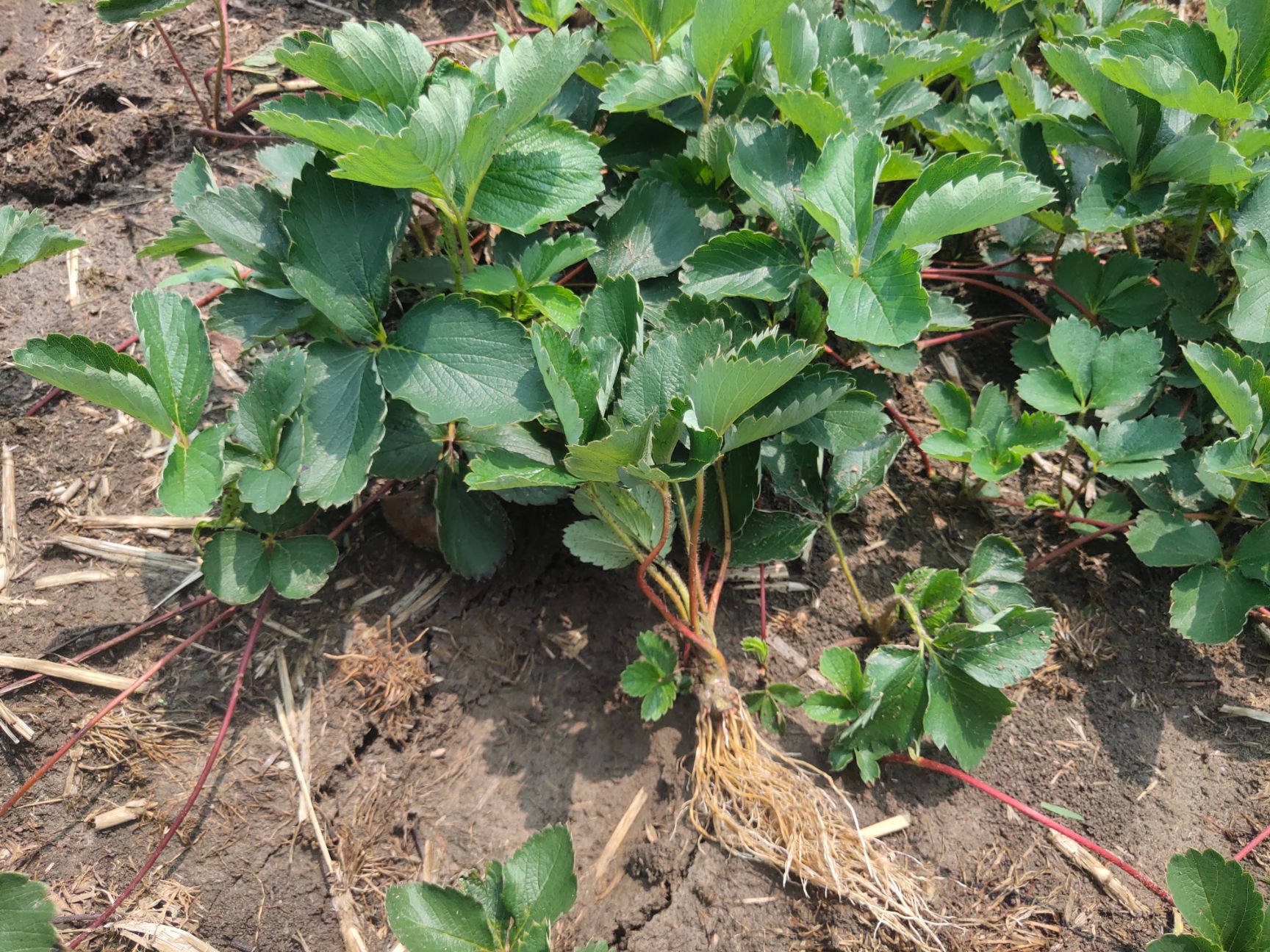  草莓苗量大优惠