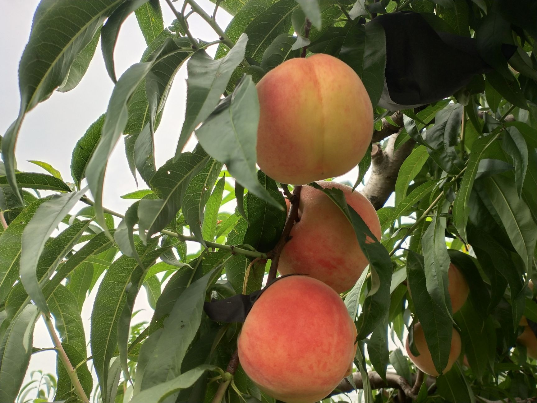 水蜜桃 现摘现发，健康绿色水果