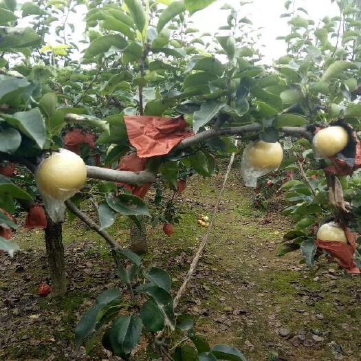 日照黄金梨 果行正，品质好