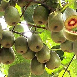  苍溪红心猕猴桃