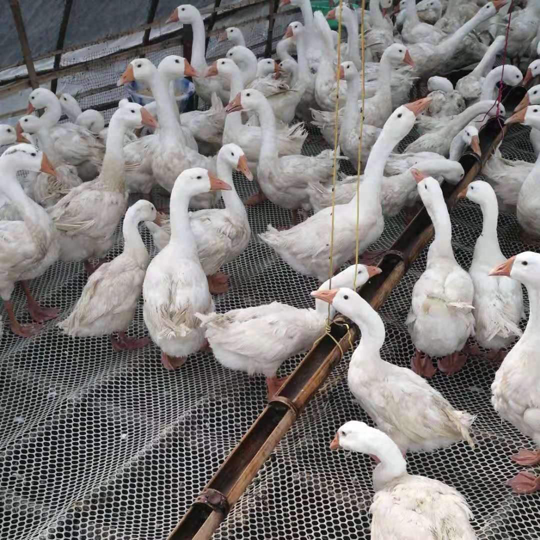  纯散养土肥鹅，单只重6—8斤，需要的可以联系我