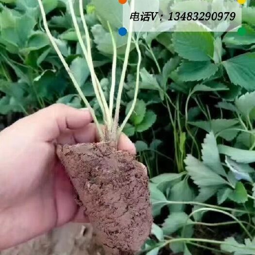 顺平县奶油草莓苗  红颜草莓苗