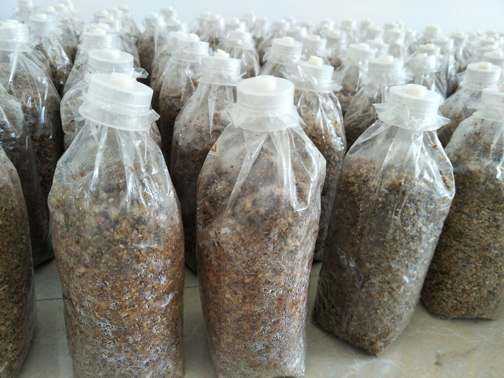  高产草菇菌种栽培种效益高，容易种【少量拿货5元/袋】