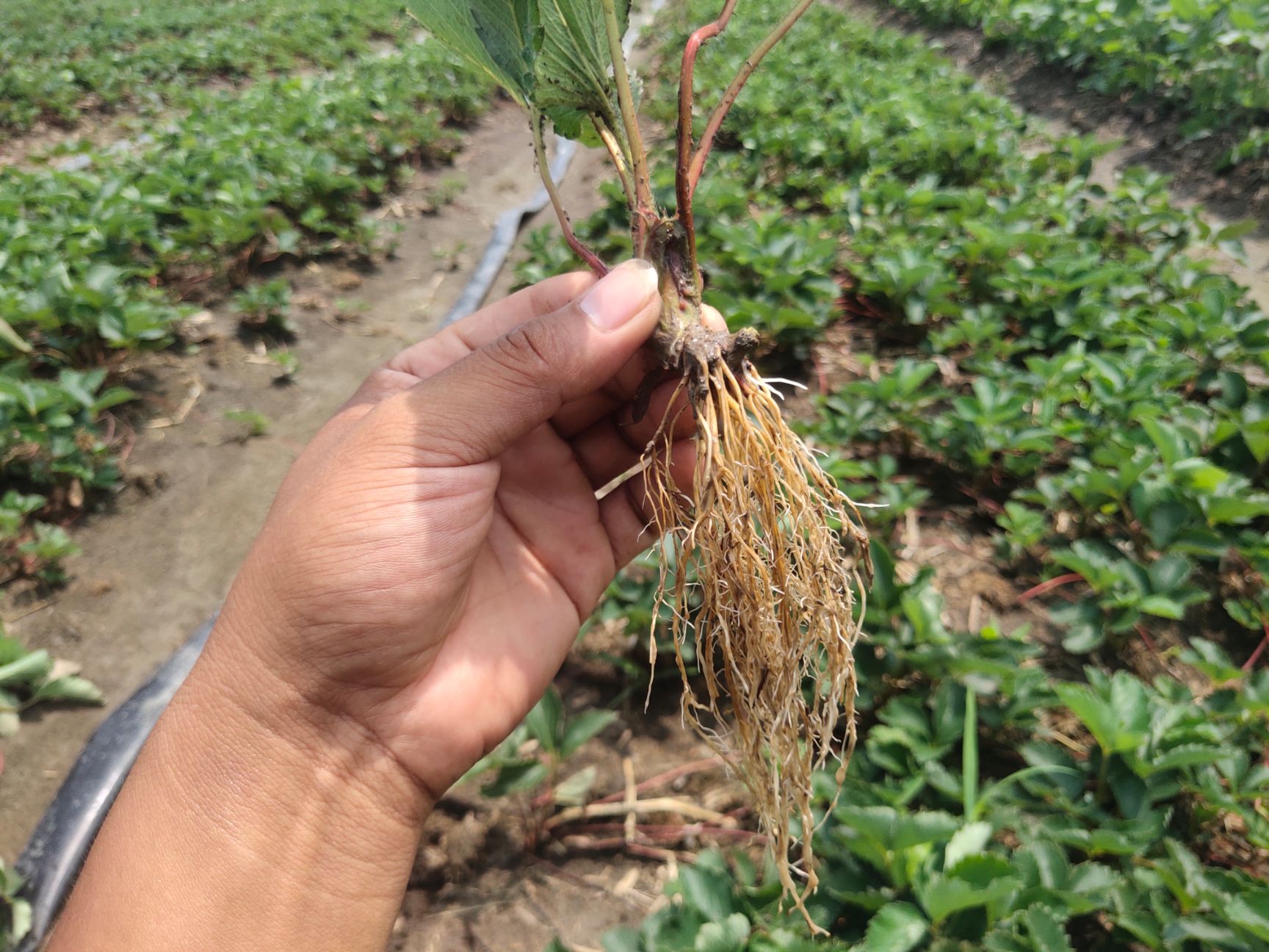  草莓苗量大优惠