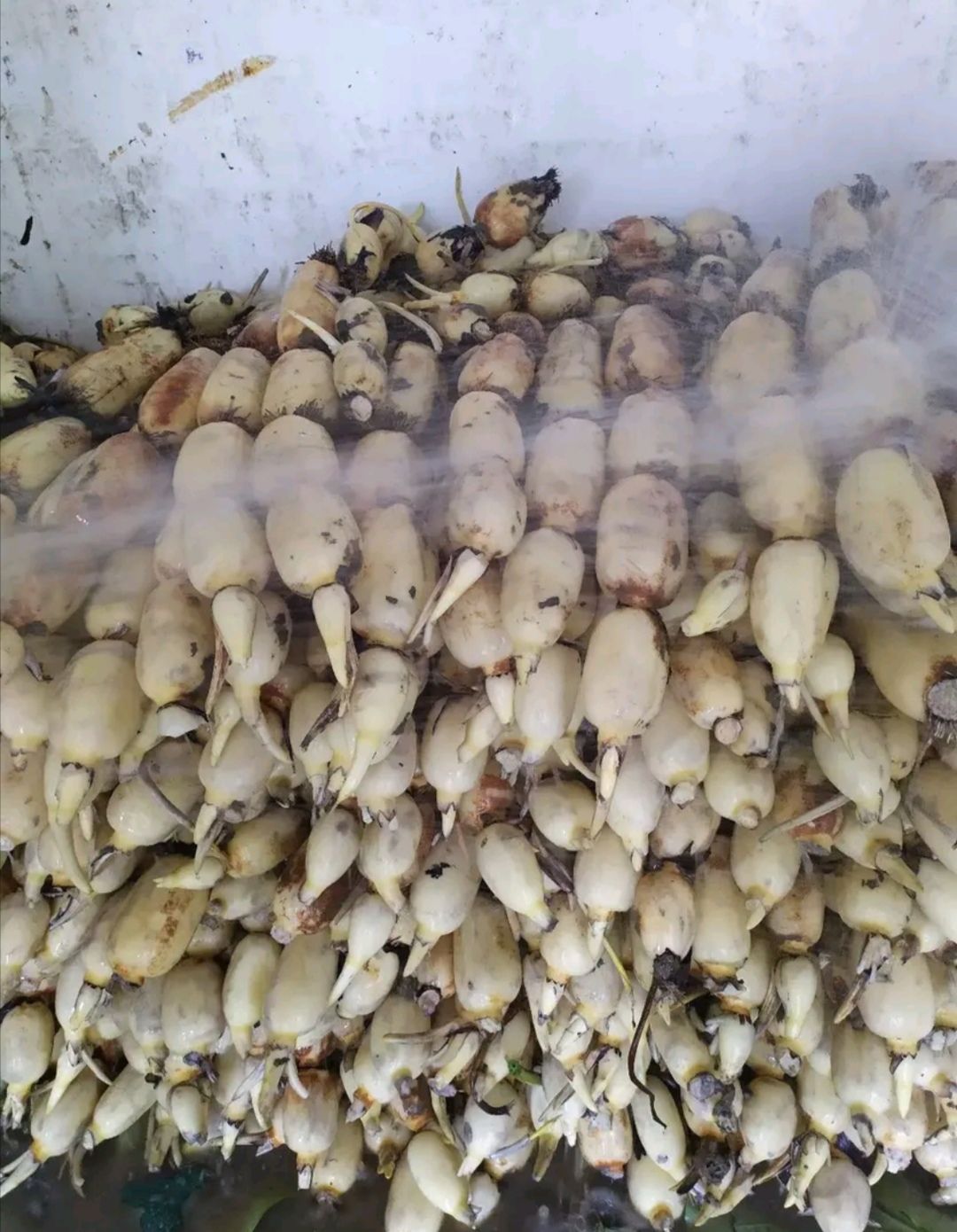 鄂莲5号 福建省宁德市蕉城区 水洗藕