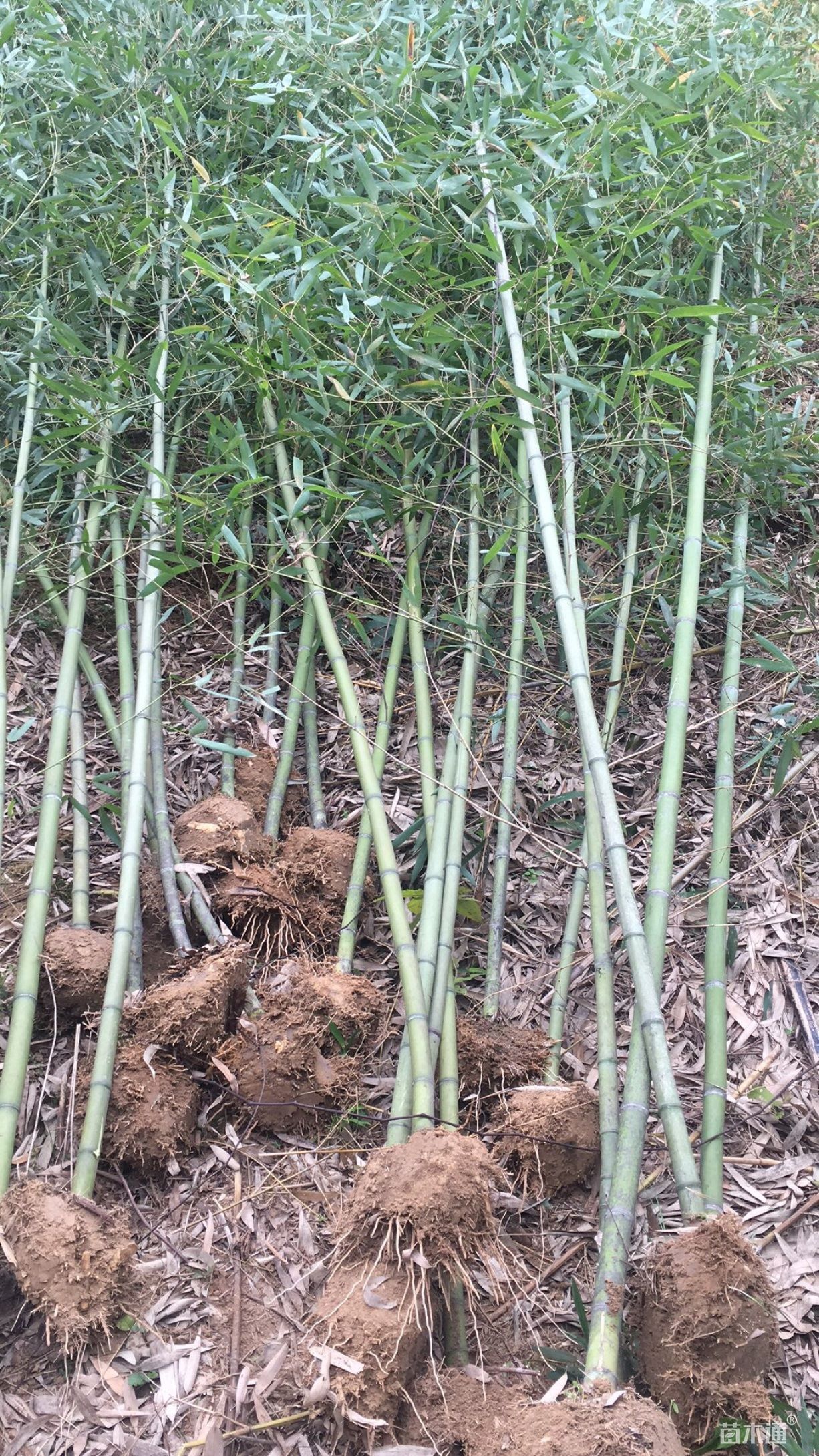  圆竹苗 雷竹苗 早竹苗