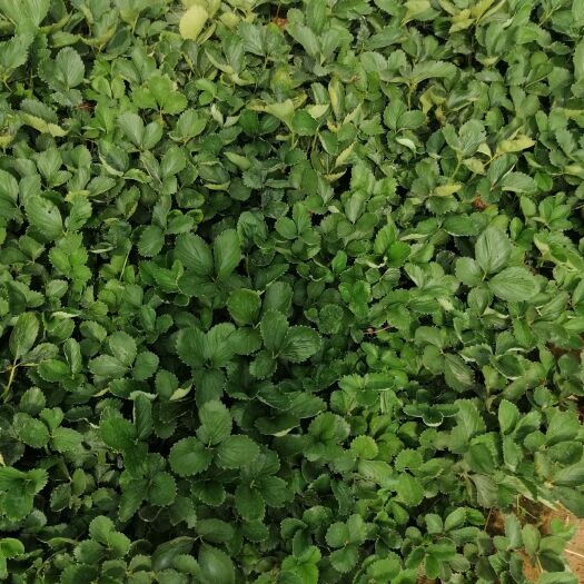 平度市 优质甜宝（章姬）草莓苗