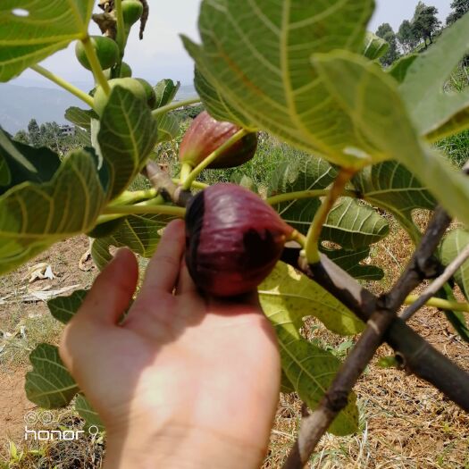 昆明 云南无花果