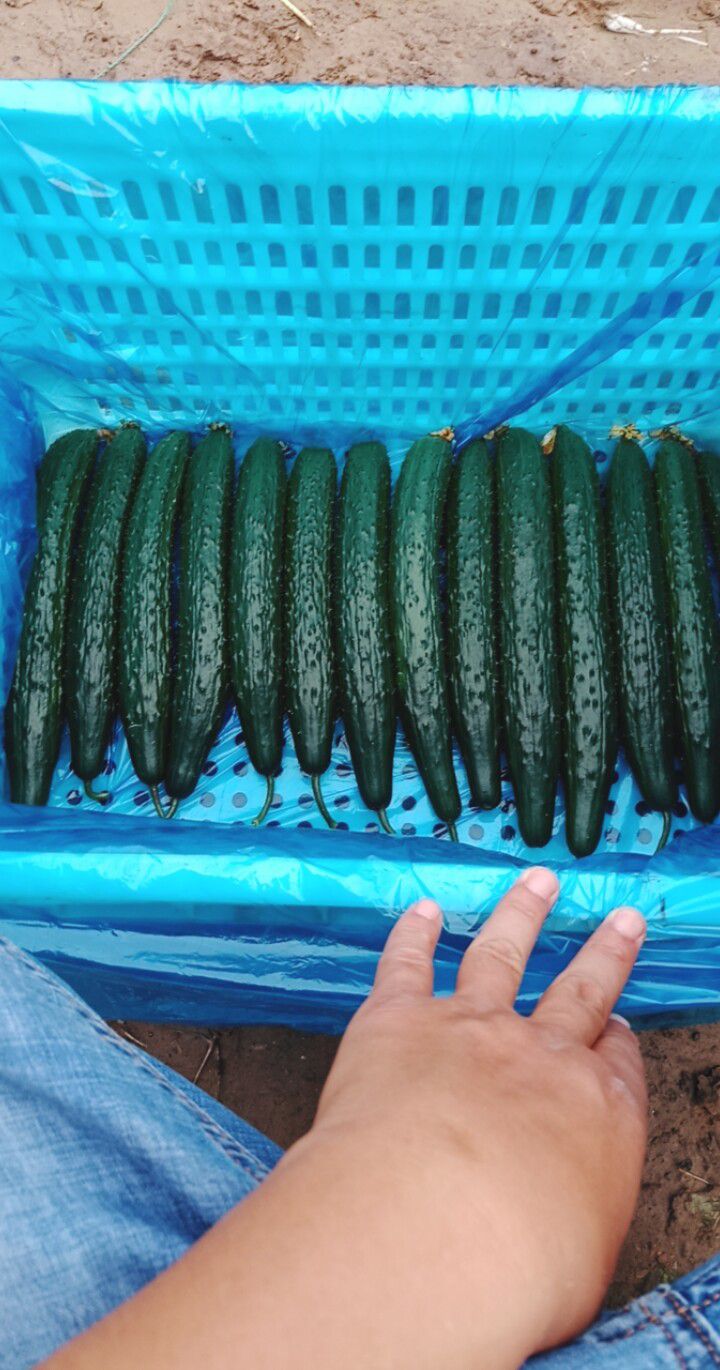 嫁接黄瓜 质量好，价格便宜，量大，欢迎老板采购