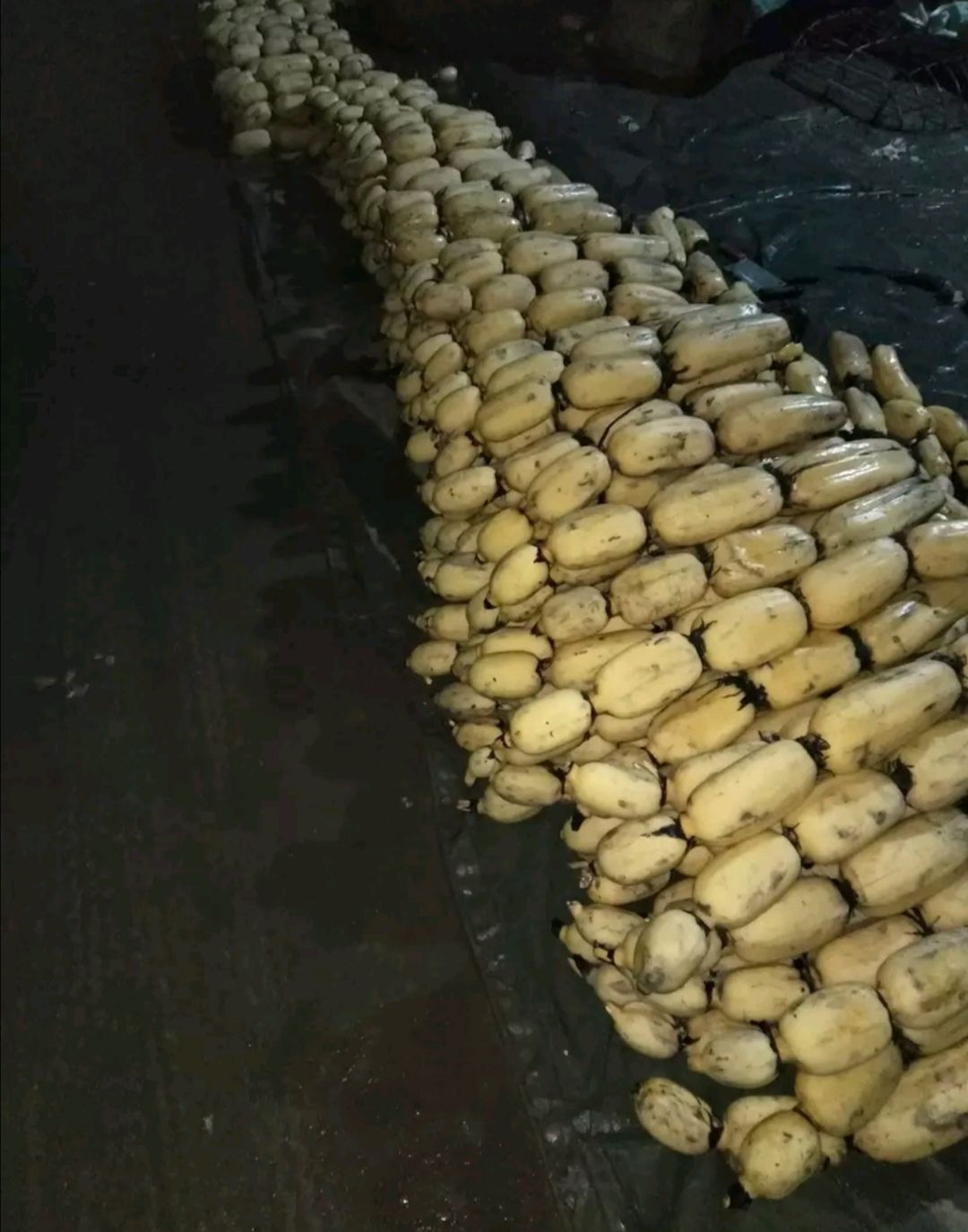 鄂莲5号 福建省宁德市蕉城区 水洗藕